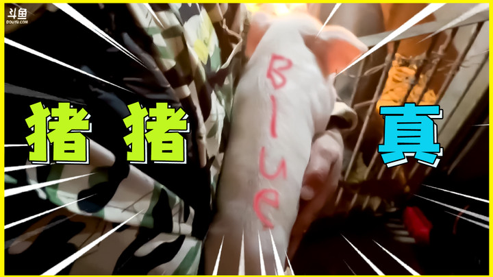 真 blue 猪
