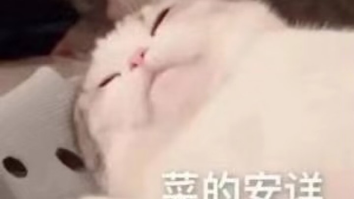 奶花散排➕剑气花