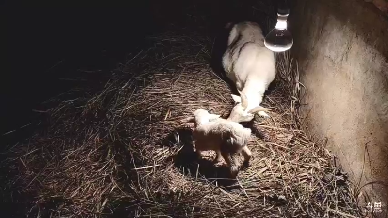 【2022-02-12 00点场】洪湖小肖：有福羊生宝宝啦337852