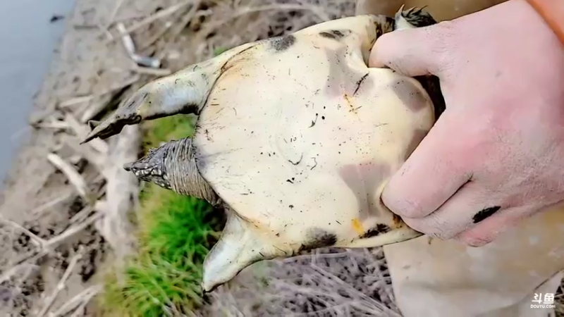 【2022-02-12 14点场】洪湖小肖：有福羊生宝宝啦337852