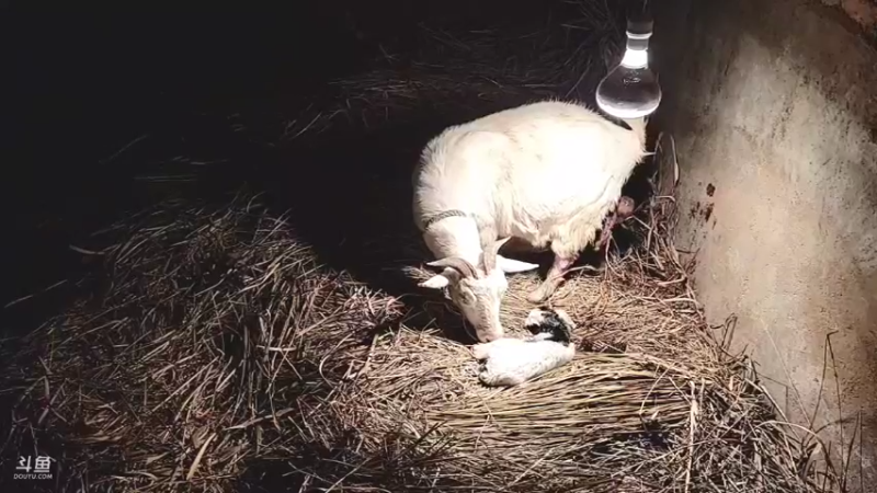 【2022-02-12 06点场】洪湖小肖：有福羊生宝宝啦337852