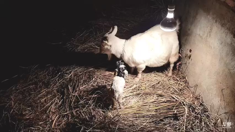 【2022-02-12 04点场】洪湖小肖：有福羊生宝宝啦337852