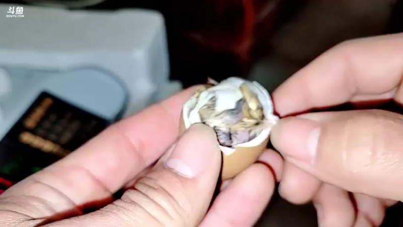 【2022-02-13 10点场】洪湖小肖：有福羊生宝宝啦337852