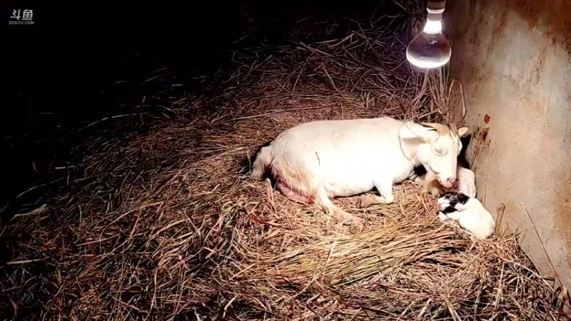 【2022-02-13 00点场】洪湖小肖：有福羊生宝宝啦337852