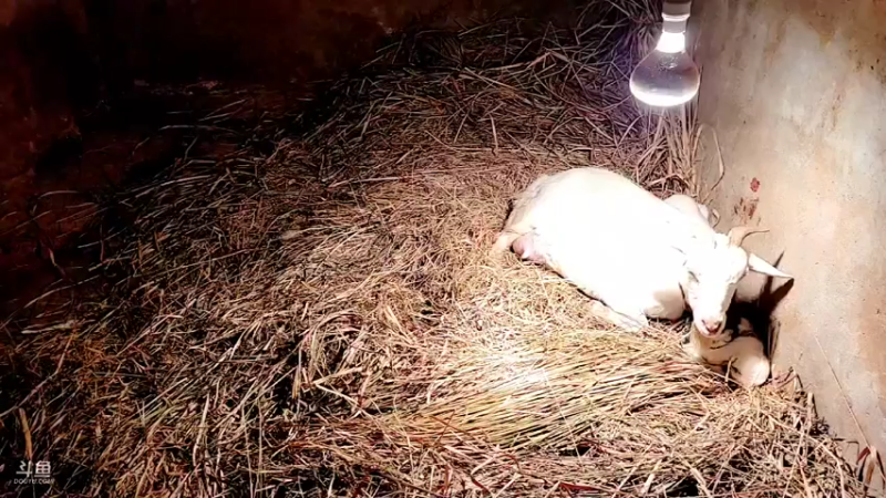 【2022-02-13 04点场】洪湖小肖：有福羊生宝宝啦337852