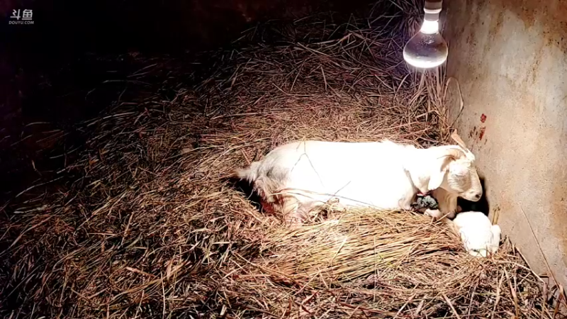 【2022-02-13 02点场】洪湖小肖：有福羊生宝宝啦337852