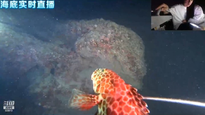博哥在船上直播海底抓鱼，这鱼好漂亮啊