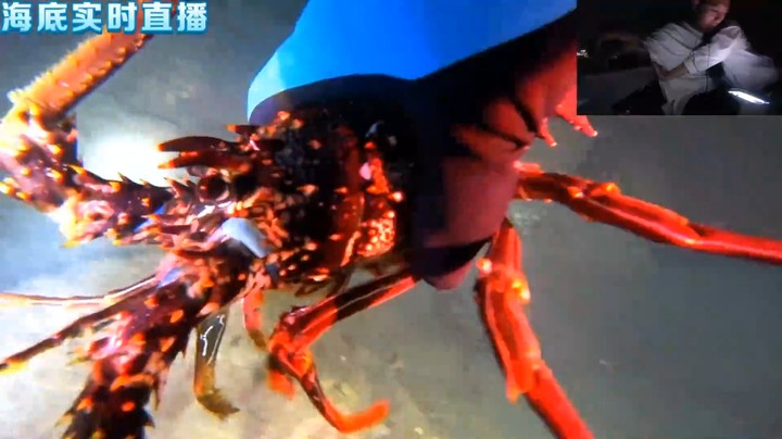 博哥深夜直播海底抓海鲜，好丰收