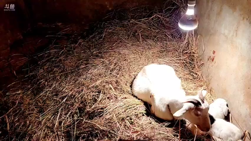 【2022-02-13 06点场】洪湖小肖：有福羊生宝宝啦337852