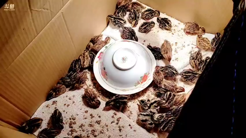 【2022-02-14 00点场】洪湖小肖：今晚看鹌鹑山鸡