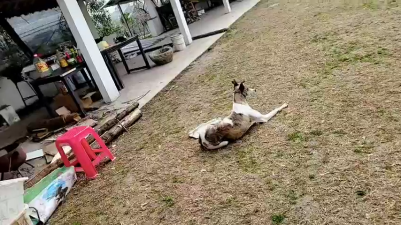 【2022-02-14 10点场】洪湖小肖：祝大家情人节快乐337852