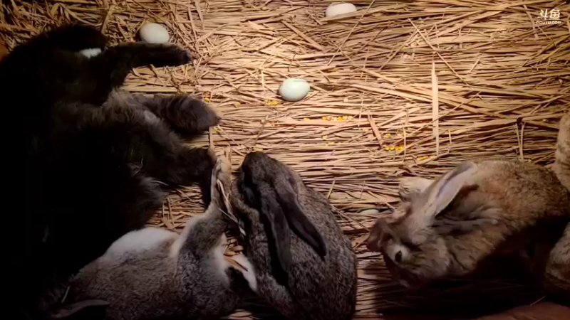 【2022-02-16 02点场】洪湖小肖：年过完啦  撸起袖子加油干337852