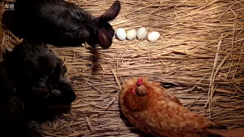 【2022-02-16 08点场】洪湖小肖：年过完啦  撸起袖子加油干337852