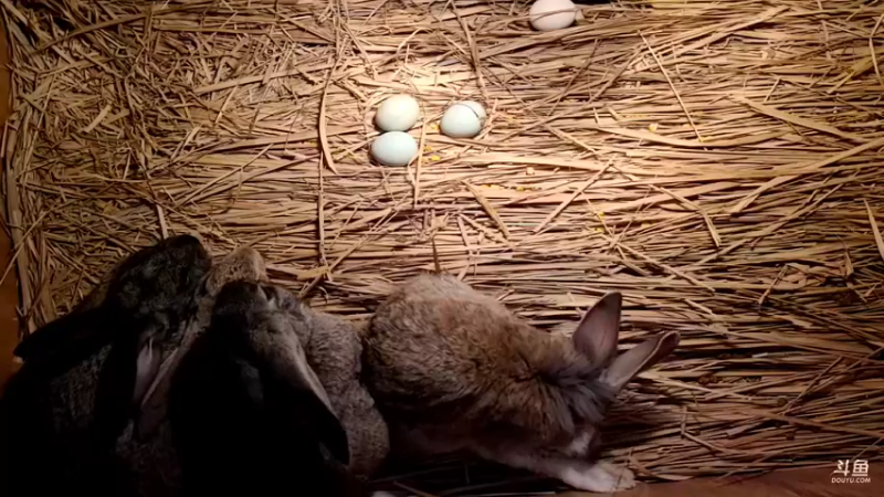 【2022-02-16 04点场】洪湖小肖：年过完啦  撸起袖子加油干337852