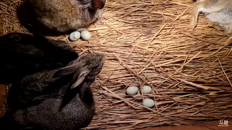 【2022-02-16 10点场】洪湖小肖：年过完啦  撸起袖子加油干337852