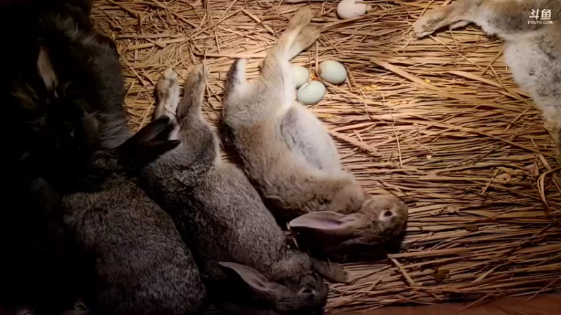 【2022-02-16 06点场】洪湖小肖：年过完啦  撸起袖子加油干337852