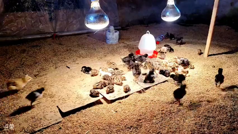 【2022-02-17 10点场】洪湖小肖：年过完啦  撸起袖子加油干337852