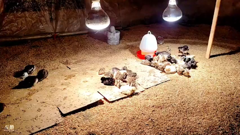 【2022-02-17 02点场】洪湖小肖：年过完啦  撸起袖子加油干337852