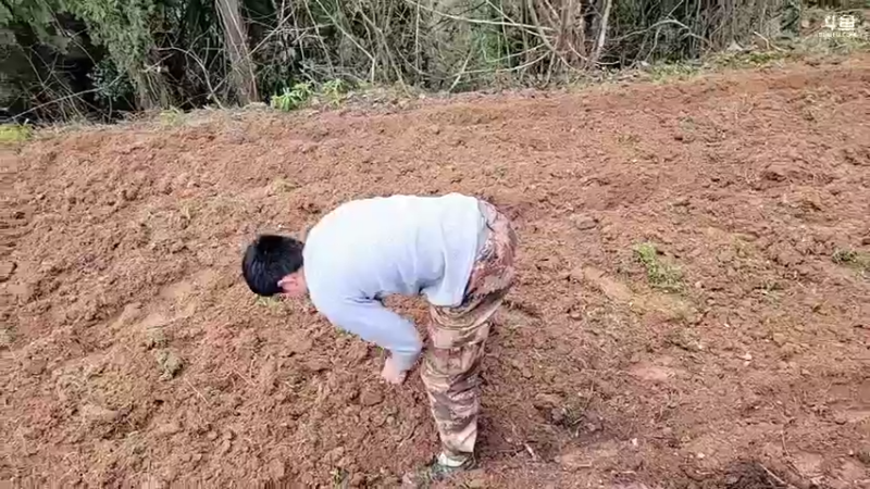 【2022-02-17 14点场】川味箩卜：新的一天新的开始 757122