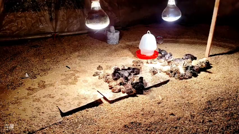 【2022-02-17 04点场】洪湖小肖：年过完啦  撸起袖子加油干337852