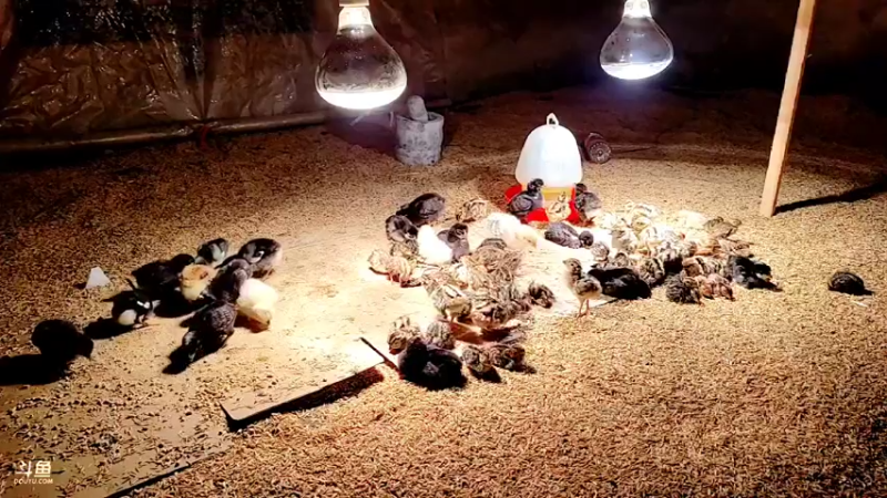 【2022-02-17 00点场】洪湖小肖：年过完啦  撸起袖子加油干337852