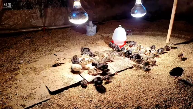 【2022-02-17 08点场】洪湖小肖：年过完啦  撸起袖子加油干337852