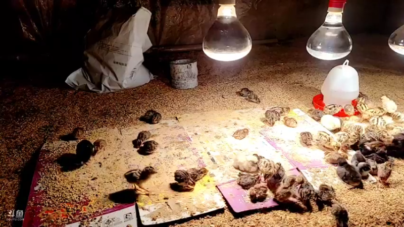 【2022-02-19 02点场】洪湖小肖：祝太子生日快乐 晚点开播337852