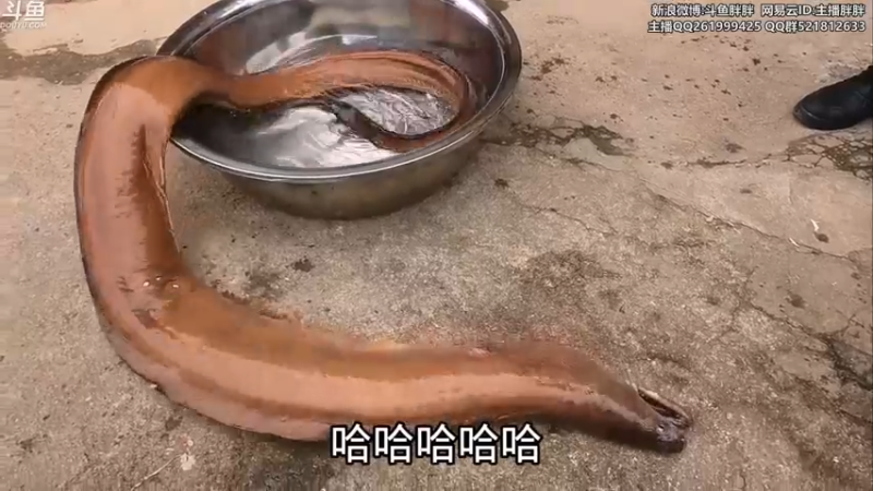 【2022-02-20 05点场】胖胖灬：胖胖OB：乌兹来了！LNG WB V5