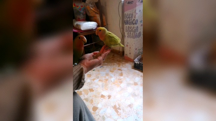 牡丹鹦鹉