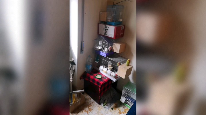 牡丹鹦鹉