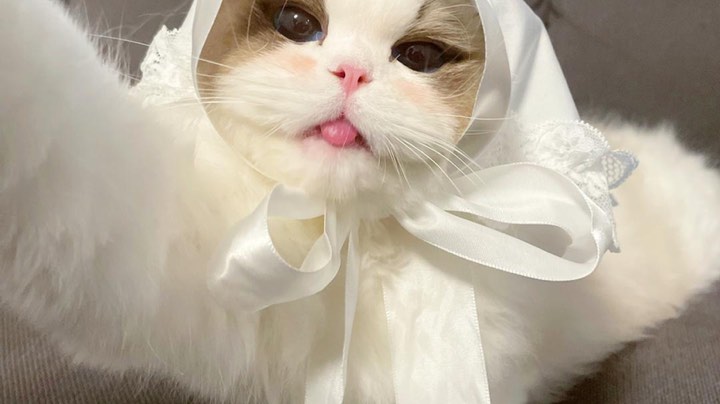 爪子日记