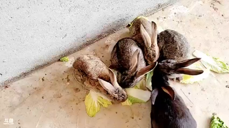 【2022-02-23 10点场】洪湖小肖：搞大货  出发 337852