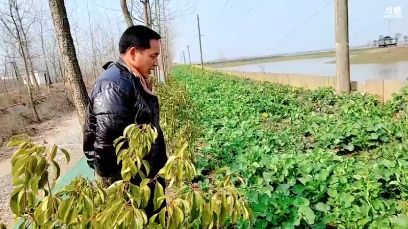 【2022-02-23 14点场】洪湖小肖：基地挂牌  337852