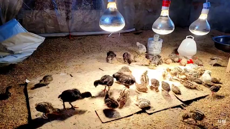 【2022-02-23 08点场】洪湖小肖：搞大货  出发 337852