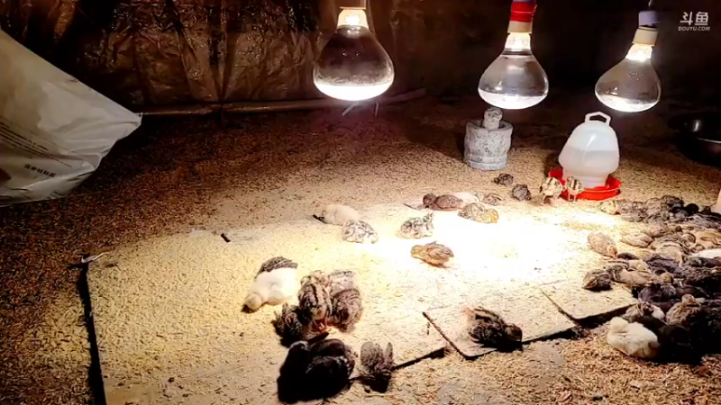 【2022-02-23 00点场】洪湖小肖：搞大货  出发 337852