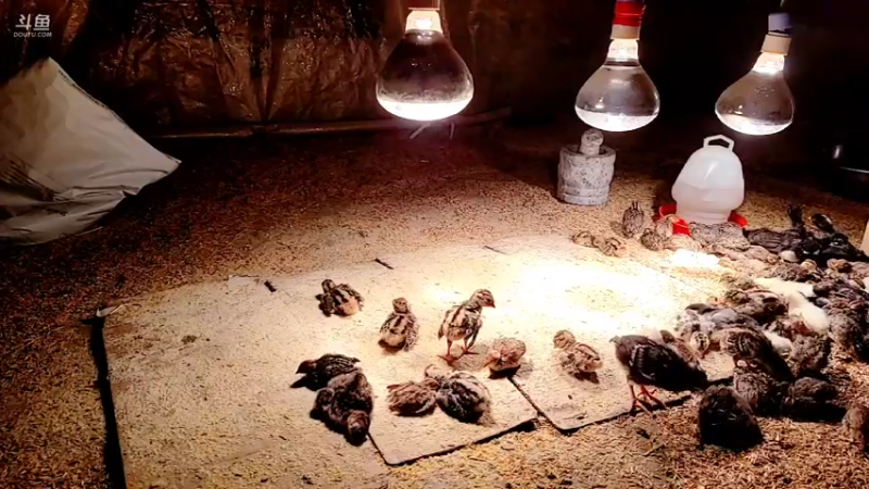 【2022-02-23 04点场】洪湖小肖：搞大货  出发 337852