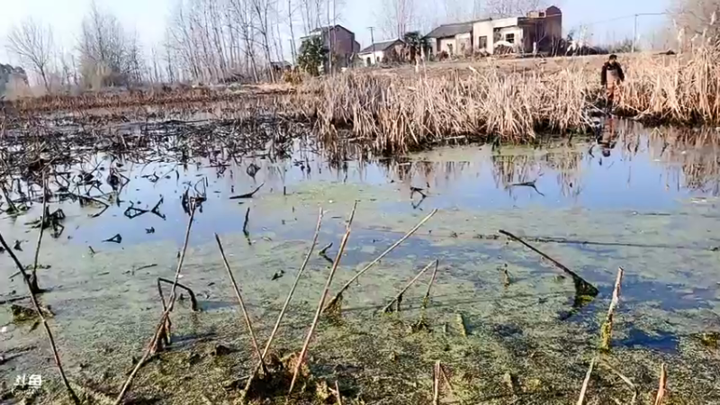 【2022-02-24 16点场】洪湖小肖：徒手摸黑鱼  337852