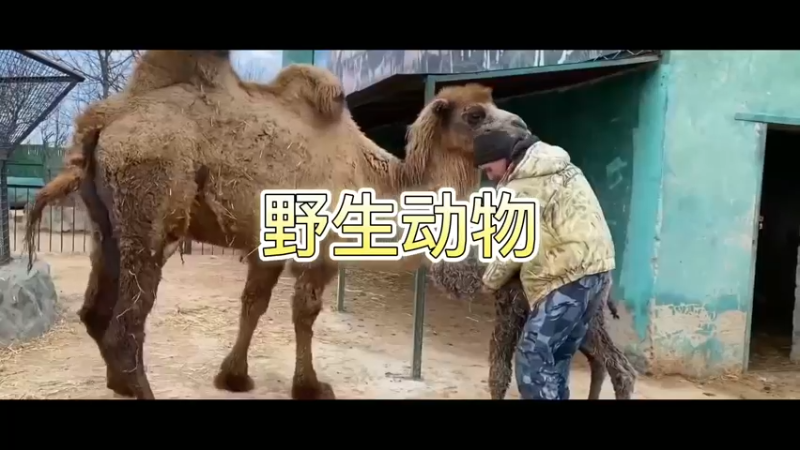 野生动物