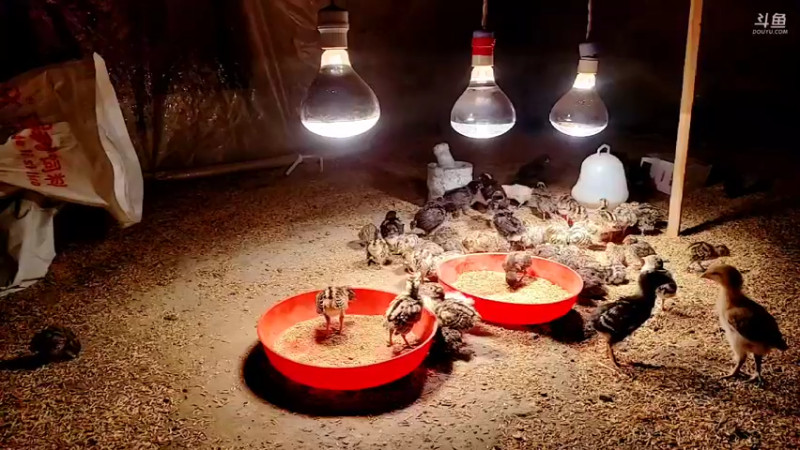 【2022-02-25 02点场】洪湖小肖：徒手摸黑鱼  337852