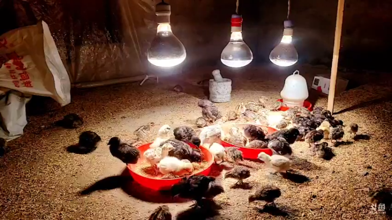 【2022-02-25 00点场】洪湖小肖：徒手摸黑鱼  337852