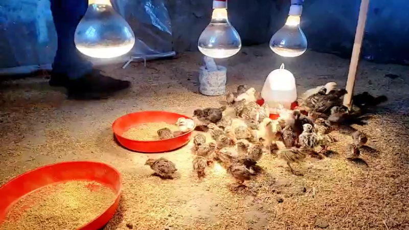 【2022-02-25 09点场】洪湖小肖：踩点  搞大货337852