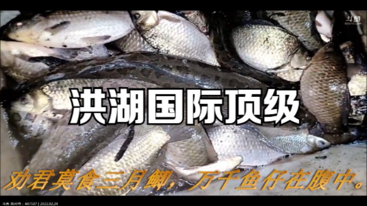 洪湖国际顶级,鲫鱼和黑鱼