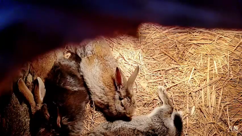 【2022-02-26 07点场】洪湖小肖：踩点  搞大货337852