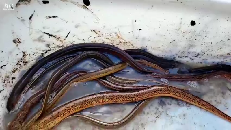 【2022-02-26 15点场】洪湖小肖：踩点  搞大货337852