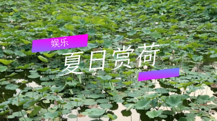 娱乐：夏日赏荷