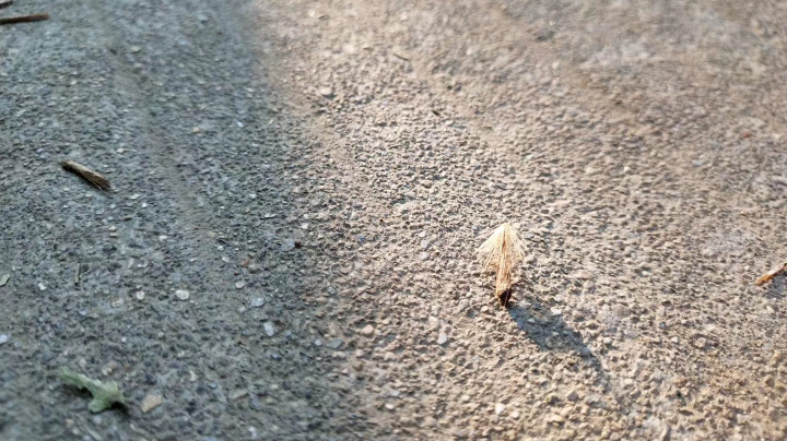 漫漫长夜无脑游玩