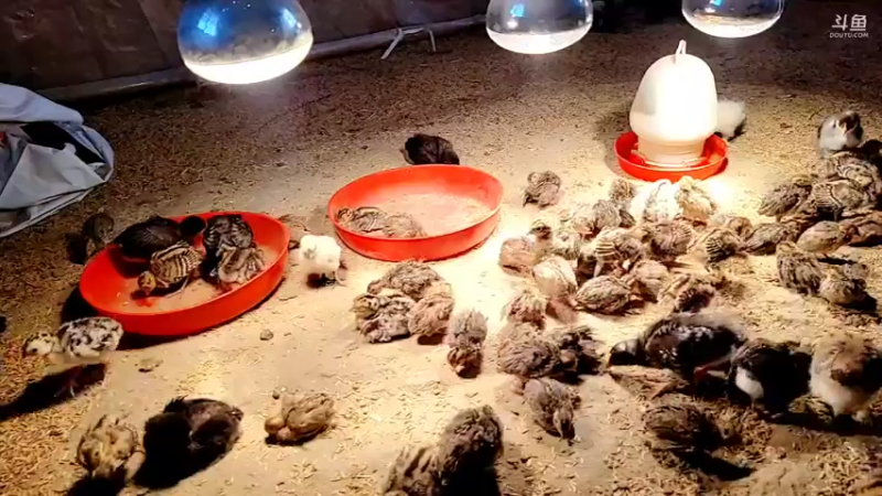 【2022-02-27 07点场】洪湖小肖：踩点  搞大货337852