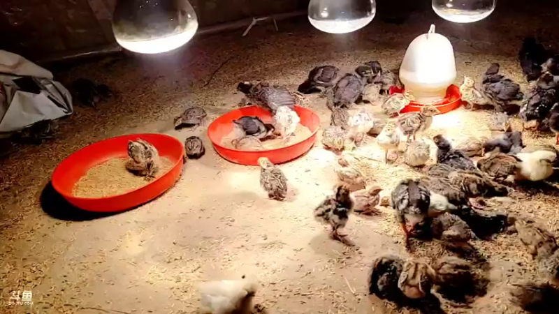 【2022-02-27 03点场】洪湖小肖：踩点  搞大货337852