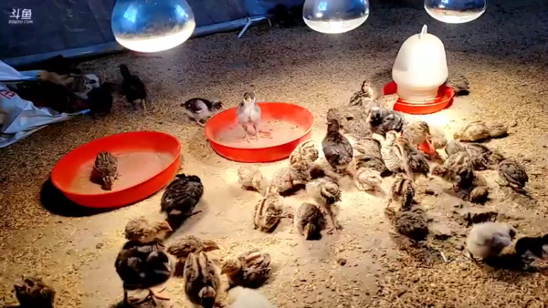 【2022-02-27 09点场】洪湖小肖：踩点  搞大货337852