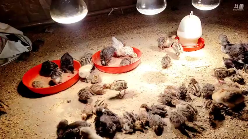 【2022-02-27 05点场】洪湖小肖：踩点  搞大货337852